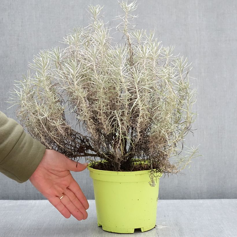 Amostra de Helichrysum italicum subsp. serotinum Vaso de 3 L/4 L tal como entregue no inverno