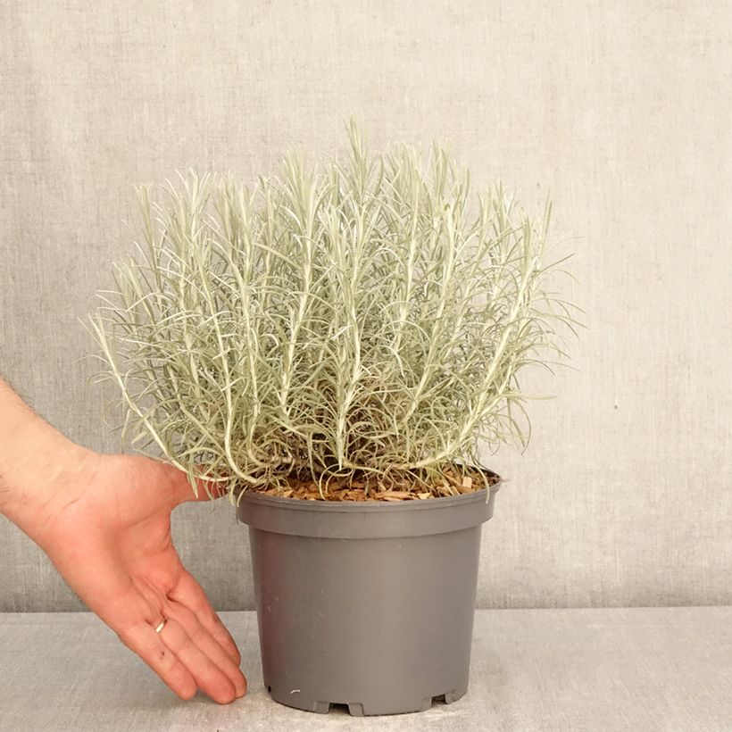 Amostra de Helichrysum italicum subsp. serotinum Vaso de 3 L/4 L tal como entregue na primavera