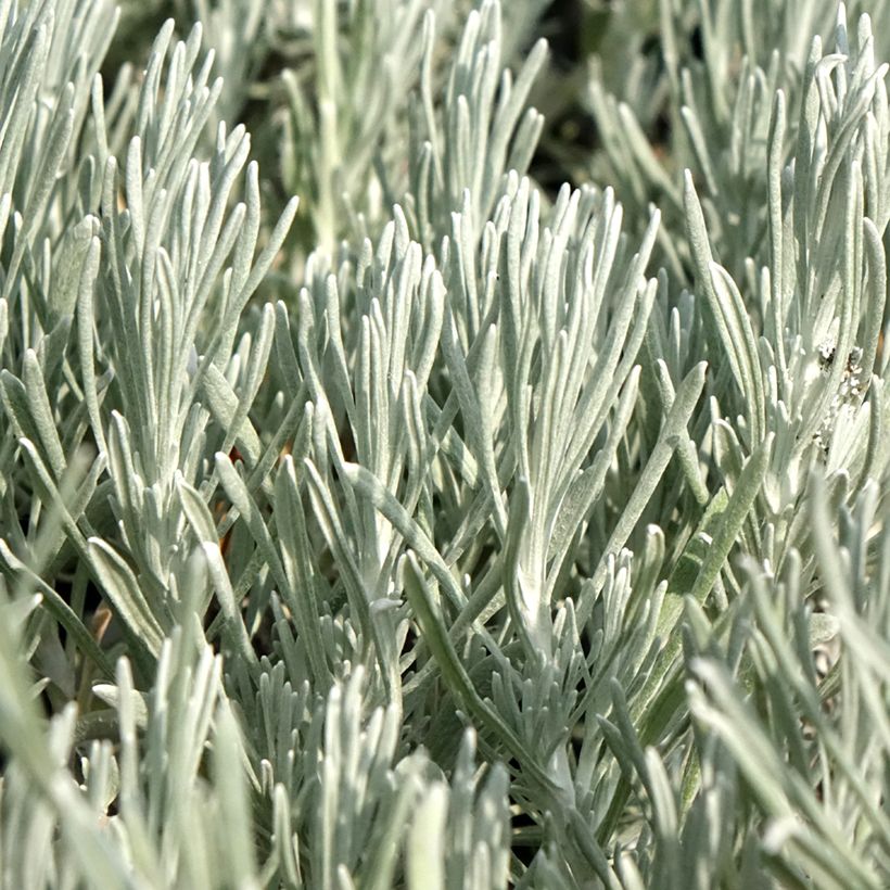 Helichrysum italicum Weisses Wunder (Folhagem)