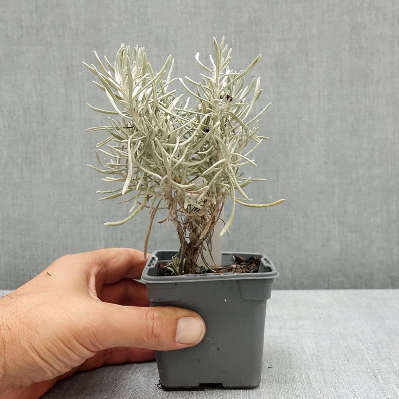 Amostra de Helichrysum italicum Weisses Wunder Vaso de 8/9 cm tal como entregue no verão