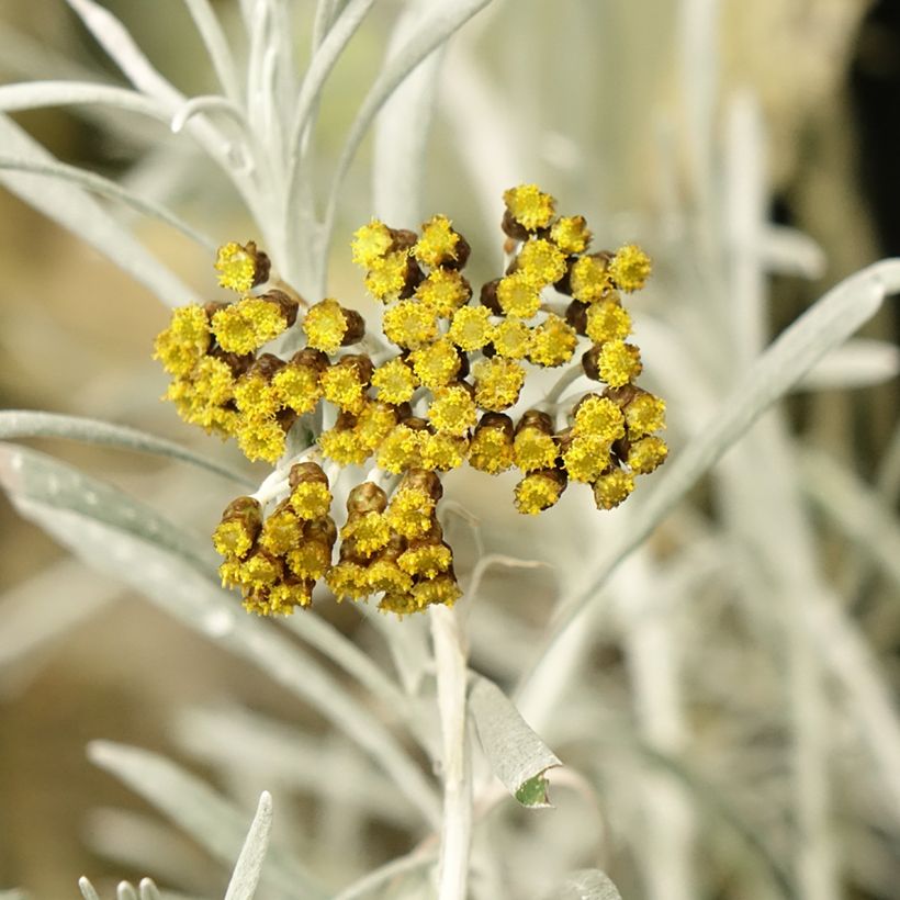 Helichrysum italicum Korma (Floração)