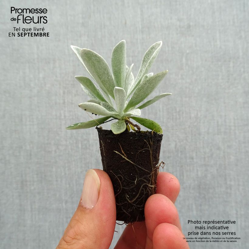 Amostra de Helichrysum Red Jewel - Immortelle hybride Mini-motte Ø 3/4 cm tal como entregue no outono