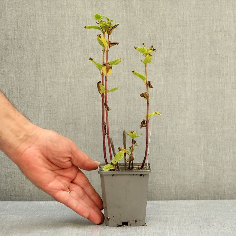 Amostra de Heliopsis helianthoides Asahi Vaso de 8/9 cm tal como entregue no verão