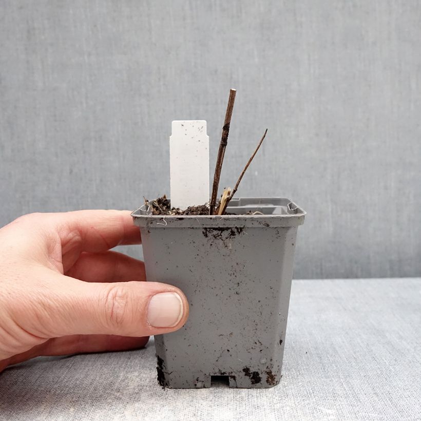 Amostra de Heliopsis helianthoides Asahi Vaso de 8/9 cm tal como entregue no inverno