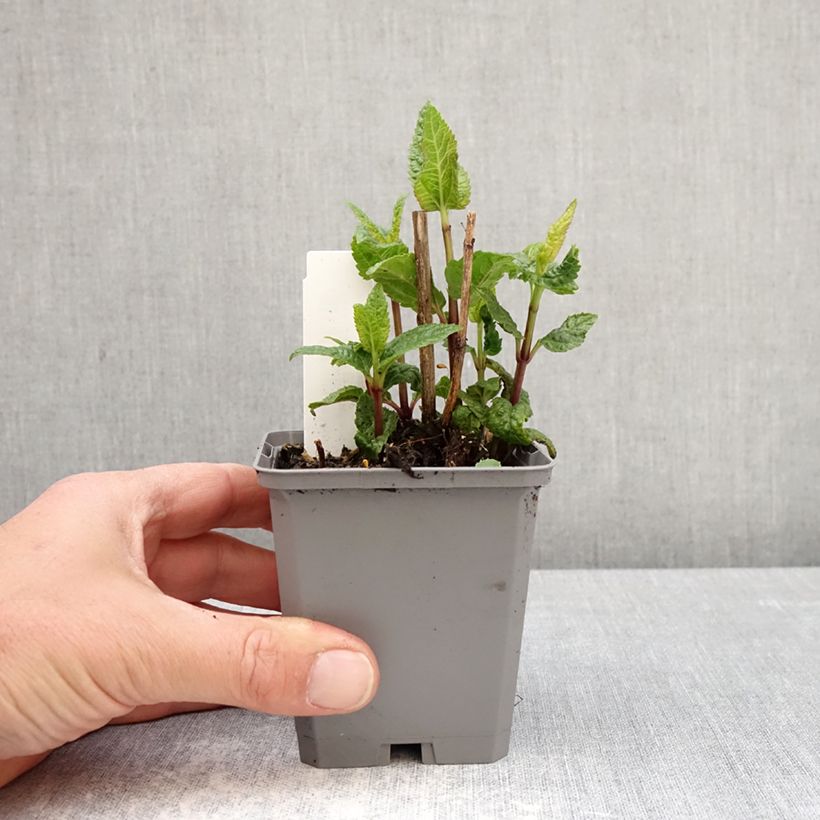 Amostra de Heliopsis helianthoides Asahi Vaso de 8/9 cm tal como entregue na primavera