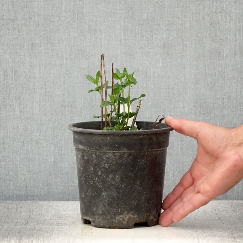 Amostra de Heliopsis helianthoides Asahi Vaso de 2 L/3 L tal como entregue no verão