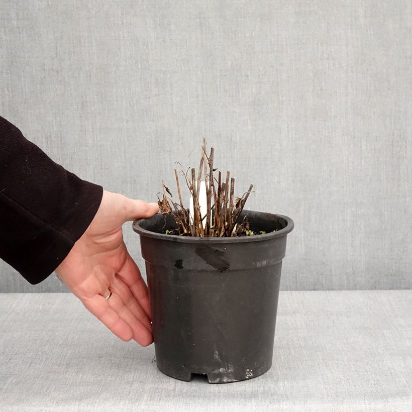 Amostra de Heliopsis helianthoides Asahi - Héliopsis faux-héliante Pot de 2L/3L tal como entregue no inverno