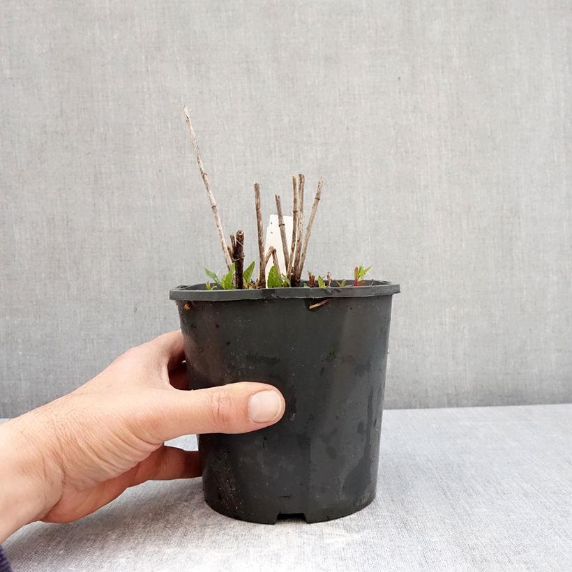 Amostra de Heliopsis helianthoides Asahi Vaso de 2 L/3 L tal como entregue na primavera