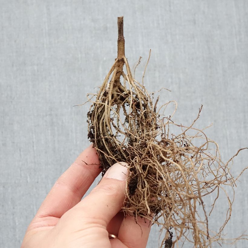 Amostra de Heliopsis helianthoides Asahi - Héliopsis faux-héliante Petites Racines nues tal como entregue no inverno