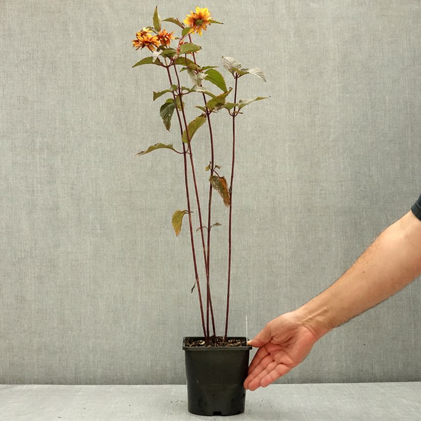 Amostra de Heliopsis helianthoides Bonfire Sunset Vaso de 1,5 L/2 L tal como entregue no verão