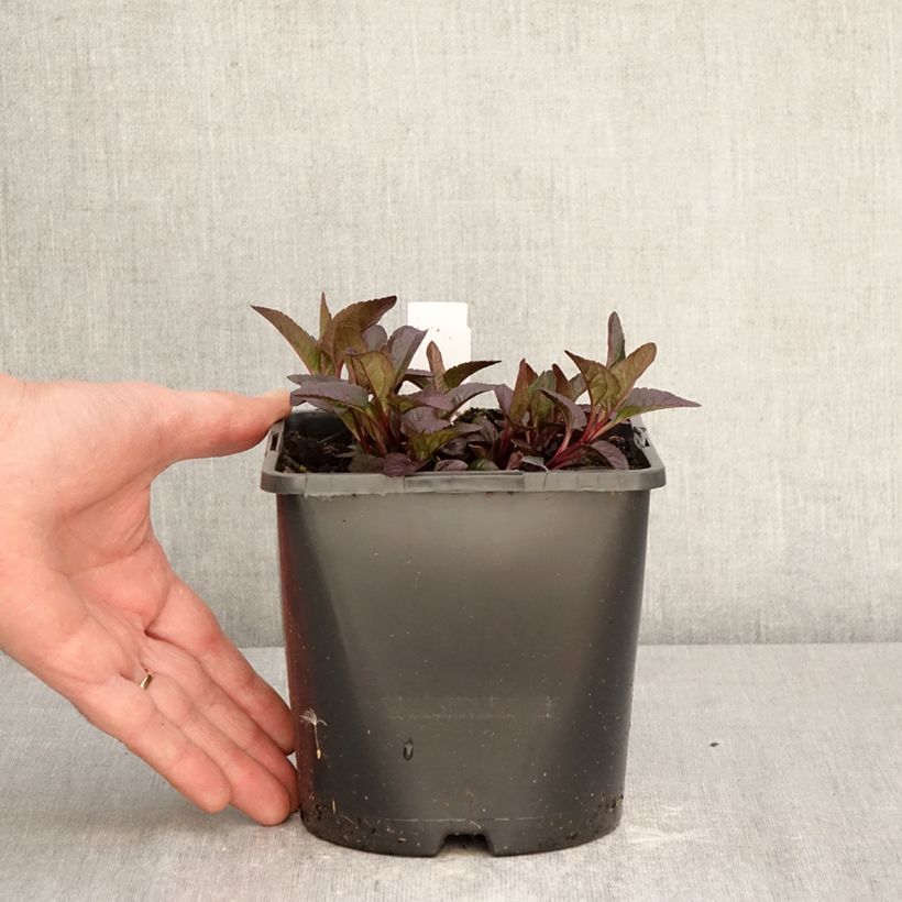 Amostra de Heliopsis helianthoides Bonfire Sunset Vaso de 1,5 L/2 L tal como entregue na primavera
