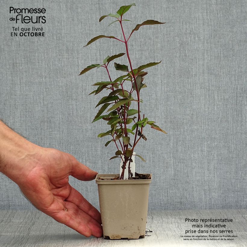 Amostra de Heliopsis helianthoides Burning Hearts Vaso de 8/9 cm tal como entregue no outono