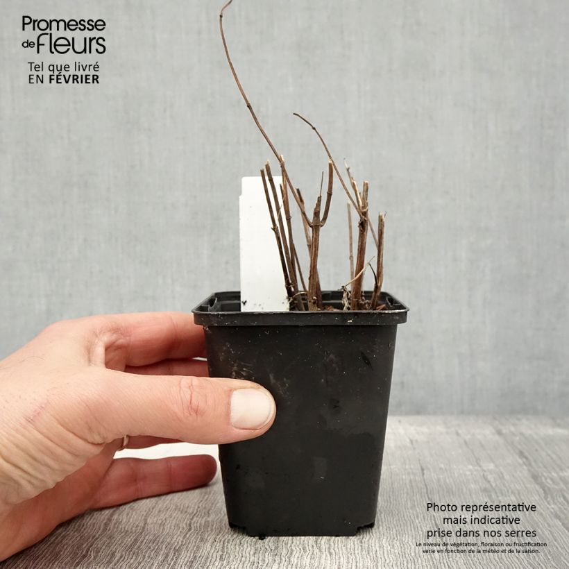 Amostra de Heliopsis helianthoides Funky Spinner Vaso de 8/9 cm tal como entregue no inverno