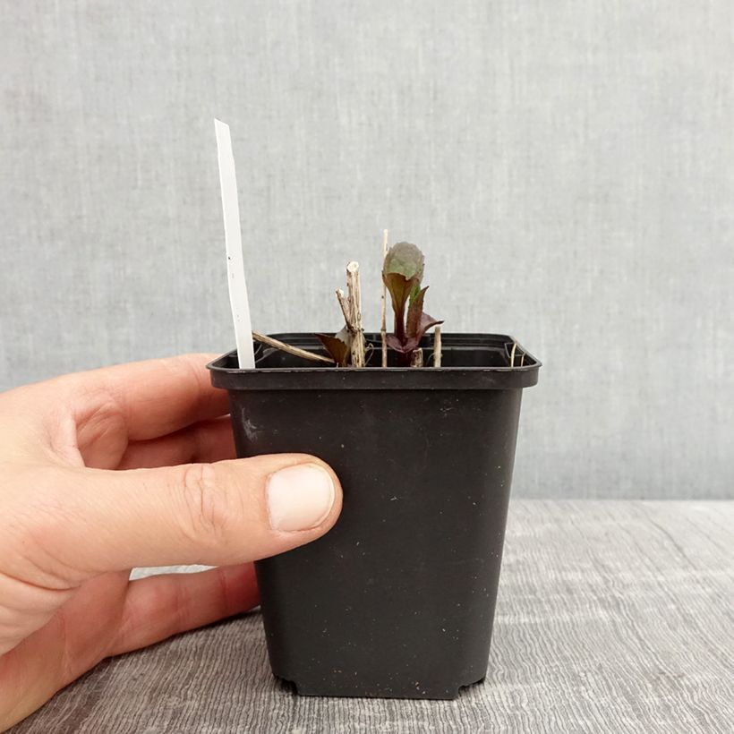 Amostra de Heliopsis helianthoides Funky Spinner Vaso de 8/9 cm tal como entregue na primavera