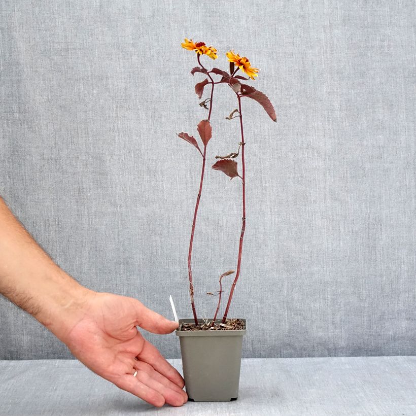 Amostra de Heliopsis helianthoides Funky Spinner Vaso de 8/9 cm tal como entregue no verão