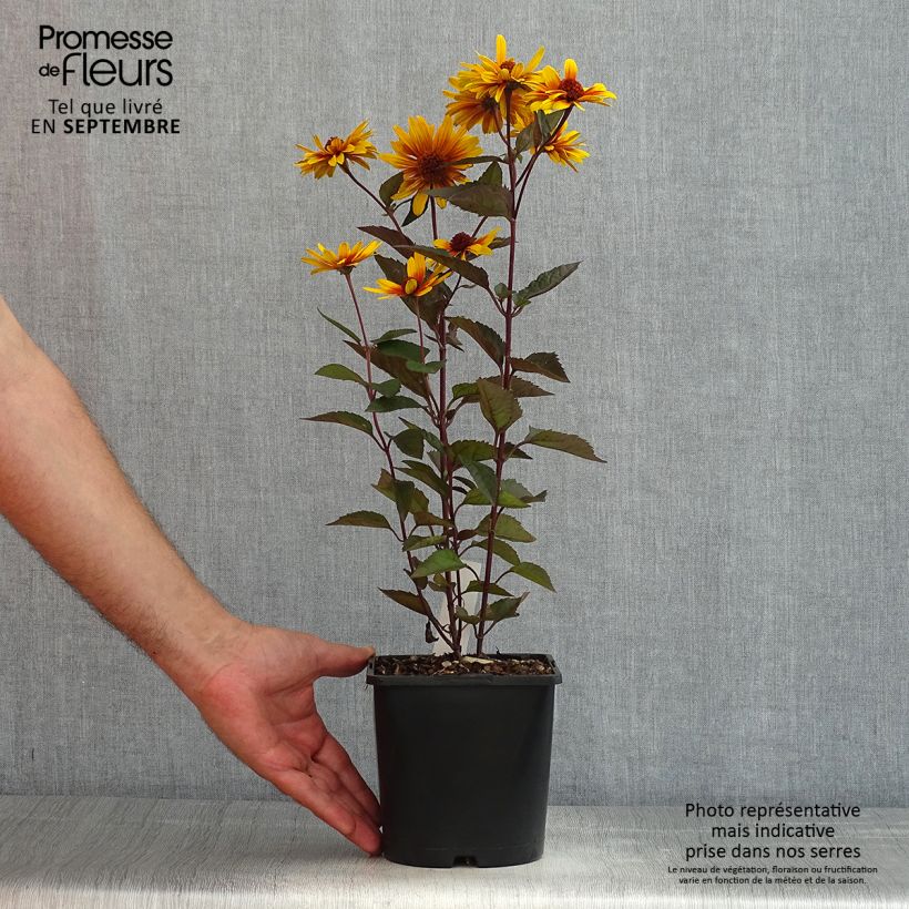 Amostra de Heliopsis helianthoides Funky Spinner Vaso de 2 L/3 L tal como entregue no verão