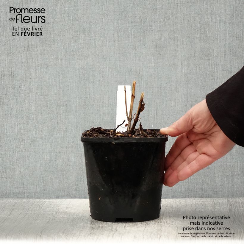 Amostra de Heliopsis helianthoides Funky Spinner Vaso de 2 L/3 L tal como entregue no inverno