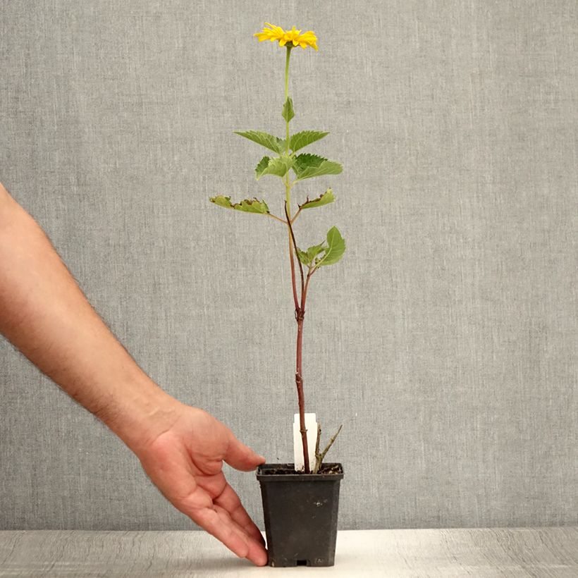Amostra de Heliopsis helianthoides Mars Vaso de 8/9 cm tal como entregue no verão