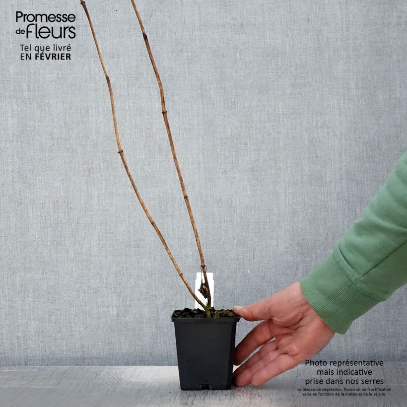 Amostra de Heliopsis helianthoides Mars Vaso de 8/9 cm tal como entregue no inverno