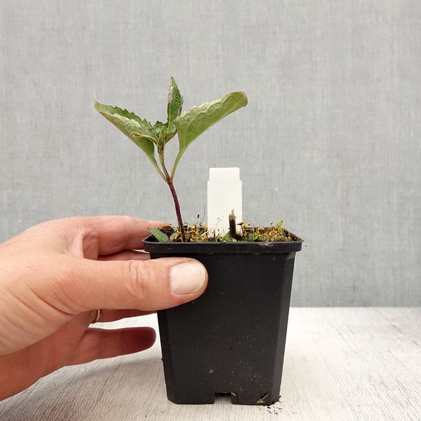 Amostra de Heliopsis helianthoides Mars Vaso de 8/9 cm tal como entregue na primavera