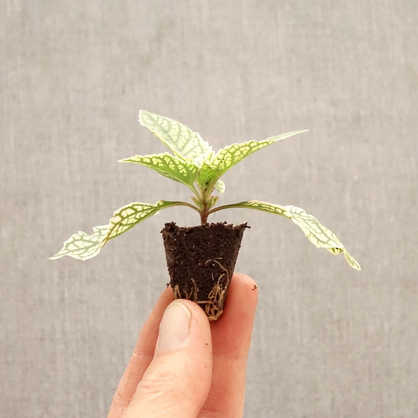 Amostra de Heliopsis helianthoides Solar Flare Mini-torrão Ø 3/4 cm tal como entregue na primavera