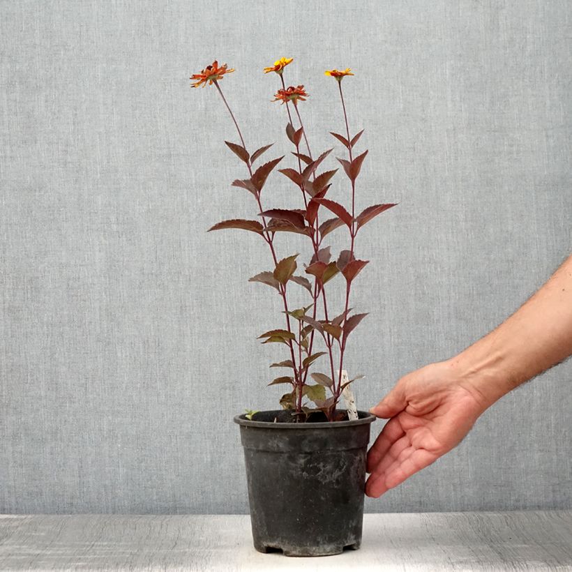 Amostra de Heliopsis helianthoides Sparkling Contrast Vaso de 2 L/3 L tal como entregue no verão