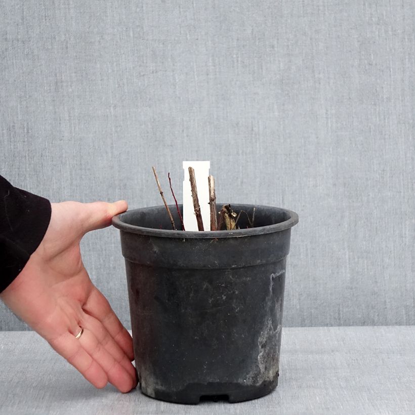 Amostra de Heliopsis helianthoides Sparkling Contrast - Héliopsis faux-hélianthe Pot de 2L/3L tal como entregue no inverno