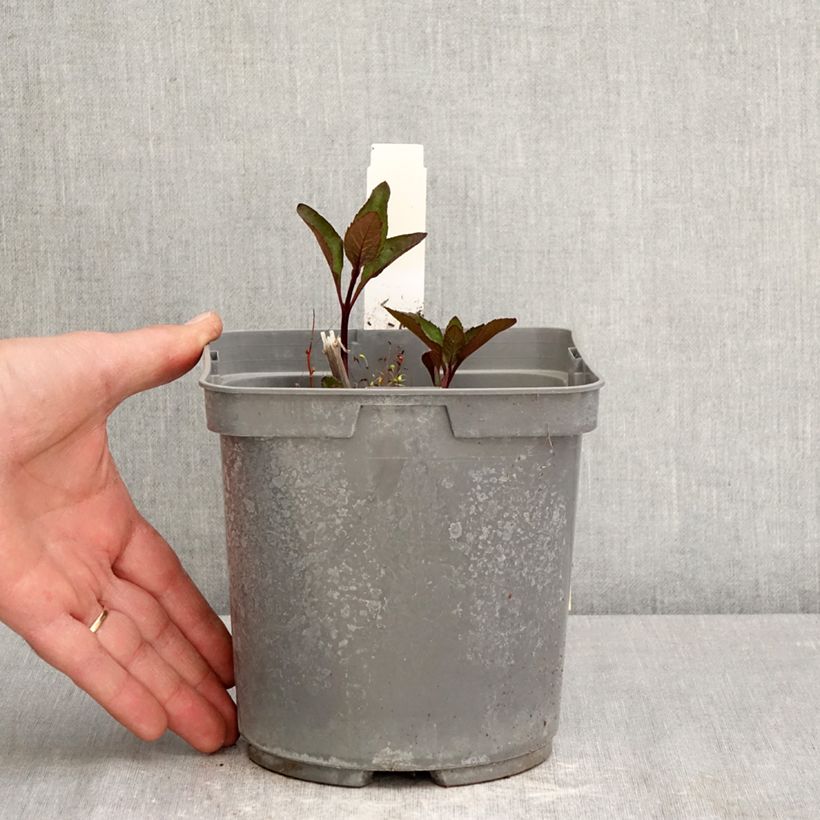 Amostra de Heliopsis helianthoides Sparkling Contrast Vaso de 2 L/3 L tal como entregue na primavera