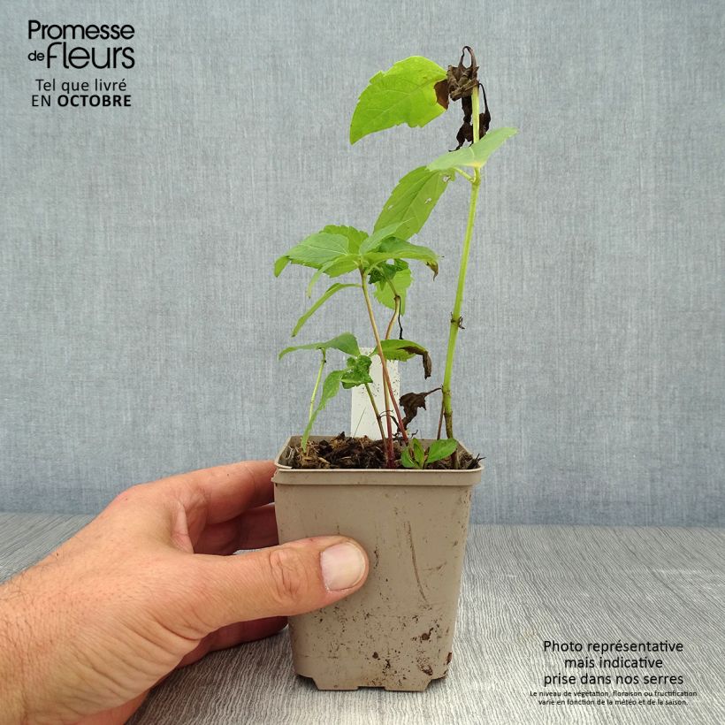 Amostra de Heliopsis helianthoides Tuscan Sun Vaso de 10 cm/11 cm tal como entregue no outono