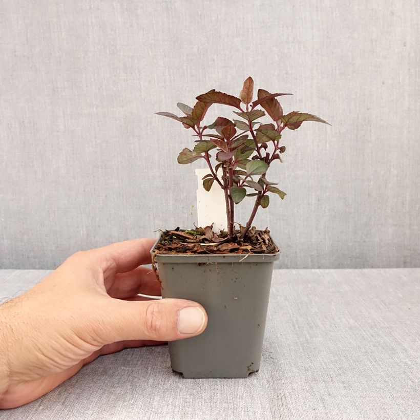 Amostra de Heliopsis helianthoides var. scabra Fire Twister Vaso de 8/9 cm tal como entregue no outono