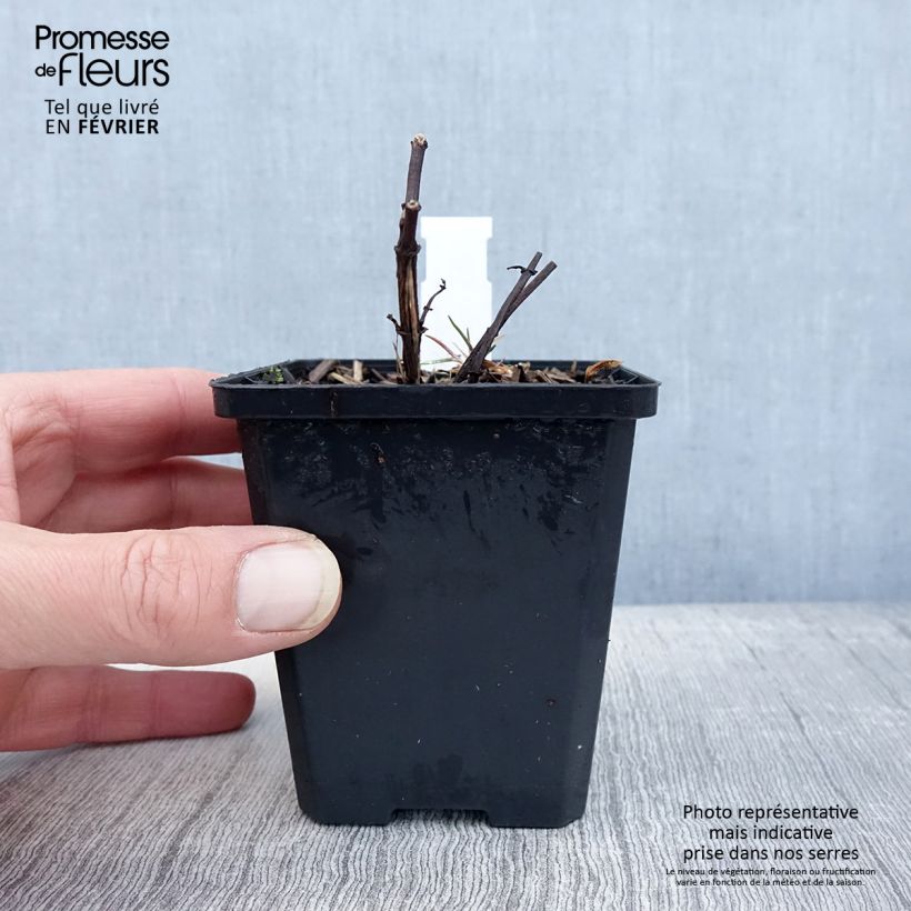 Amostra de Heliopsis helianthoides var. scabra Fire Twister Vaso de 8/9 cm tal como entregue no inverno