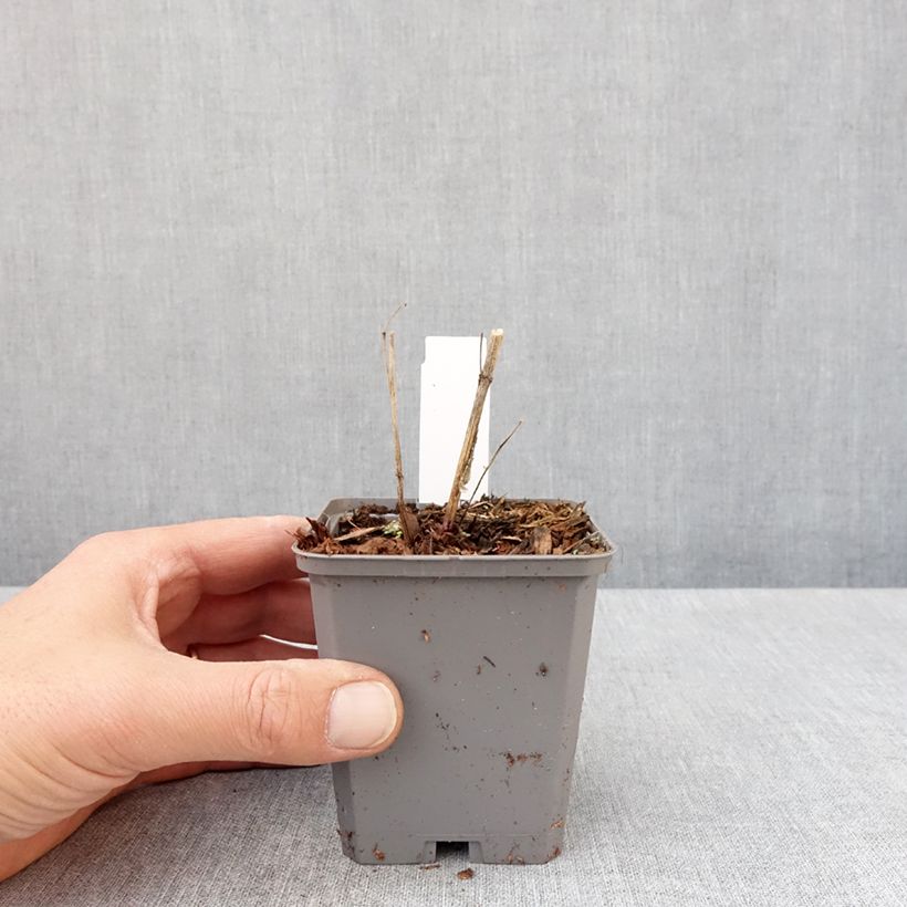 Amostra de Heliopsis helianthoides var. scabra Fire Twister Vaso de 8/9 cm tal como entregue na primavera