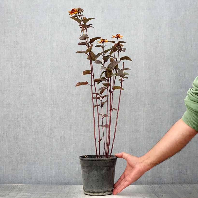 Amostra de Heliopsis helianthoides var. scabra Fire Twister Vaso de 2 L/3 L tal como entregue no verão