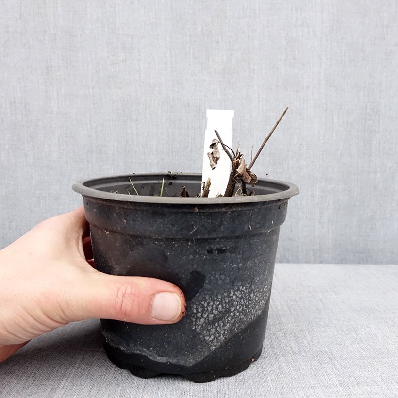 Amostra de Heliopsis helianthoides var. scabra Fire Twister Vaso de 2 L/3 L tal como entregue no inverno