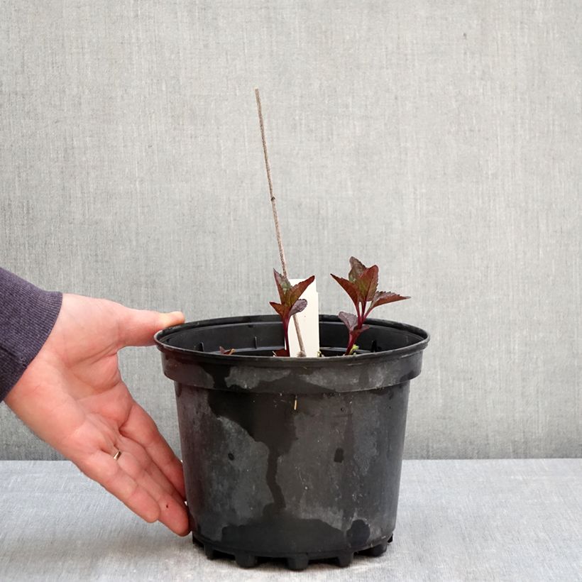 Amostra de Heliopsis helianthoides var. scabra Fire Twister Vaso de 2 L/3 L tal como entregue na primavera