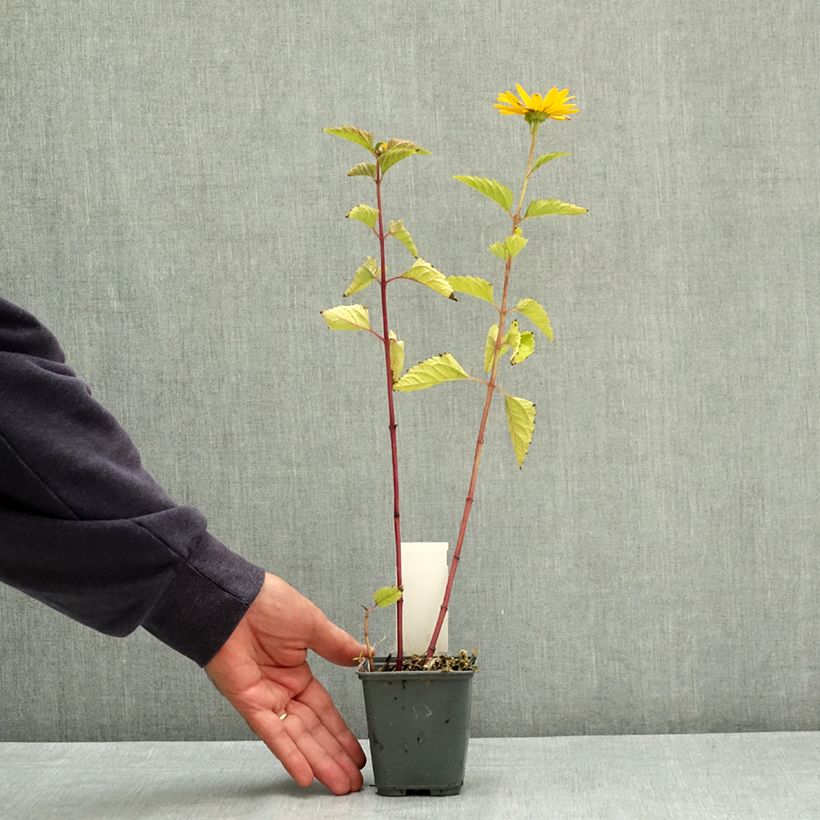 Amostra de Heliopsis helianthoides var. scabra Vaso de 8/9 cm tal como entregue no verão