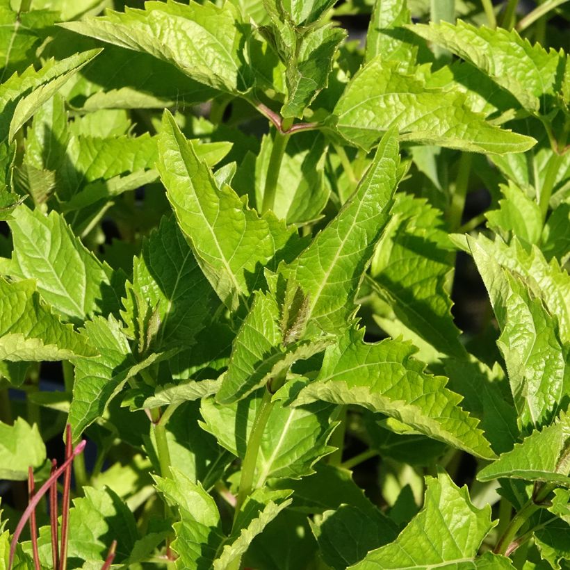 Heliopsis helianthoides var. scabra (Folhagem)