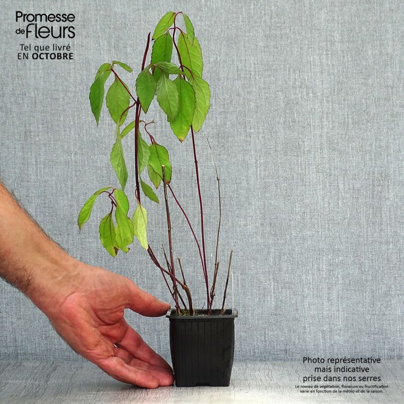 Amostra de Heliopsis helianthoides var. scabra Summer Nights Vaso de 8/9 cm tal como entregue no outono