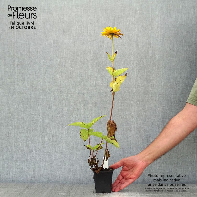 Amostra de Heliopsis helianthoides Venus Vaso de 8/9 cm tal como entregue no outono