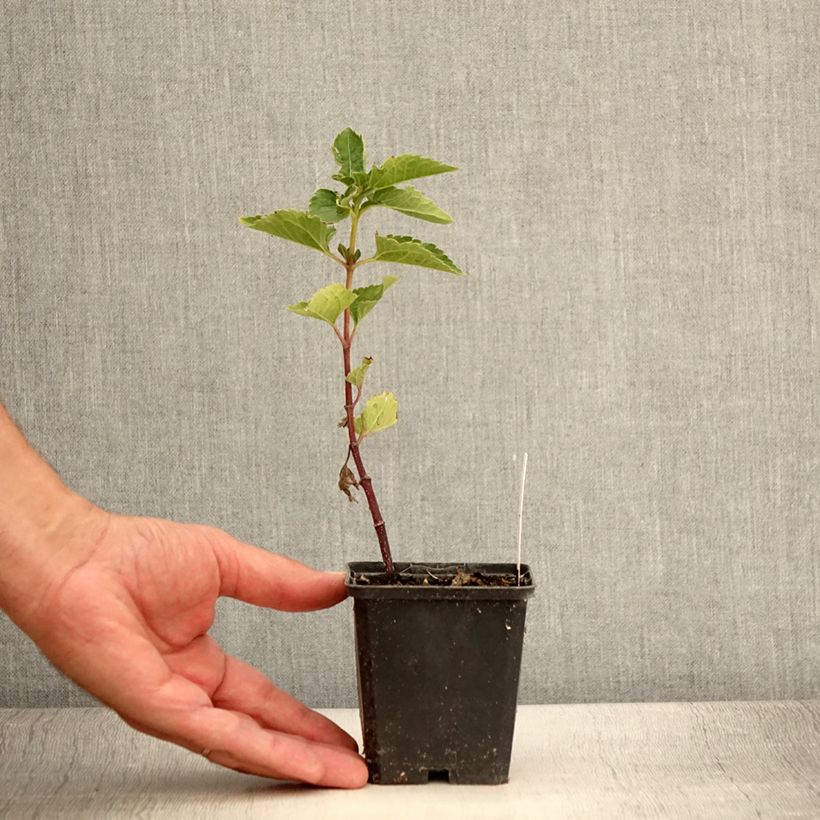 Amostra de Heliopsis helianthoides Venus Vaso de 8/9 cm tal como entregue no verão