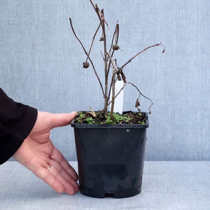 Amostra de Heliopsis helianthoides Luna Roja Vaso de 2 L/3 L tal como entregue no inverno