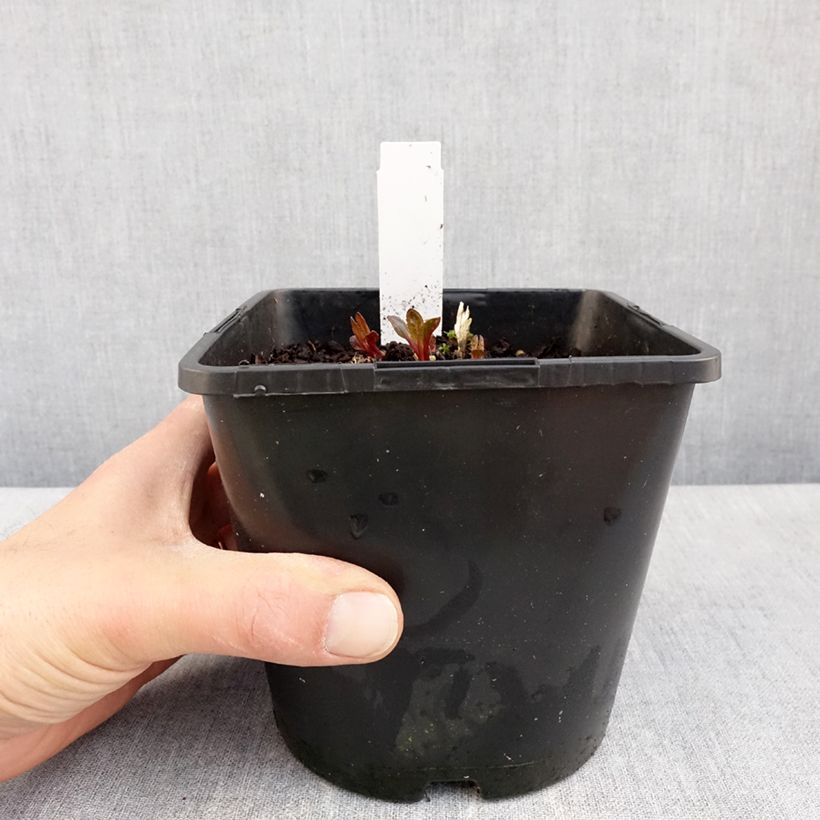 Amostra de Heliopsis helianthoides Luna Roja Vaso de 2 L/3 L tal como entregue na primavera