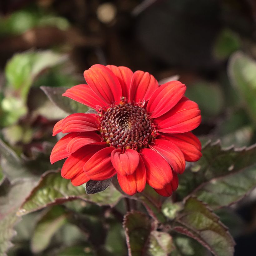 Heliopsis helianthoides Luna Roja (Floração)