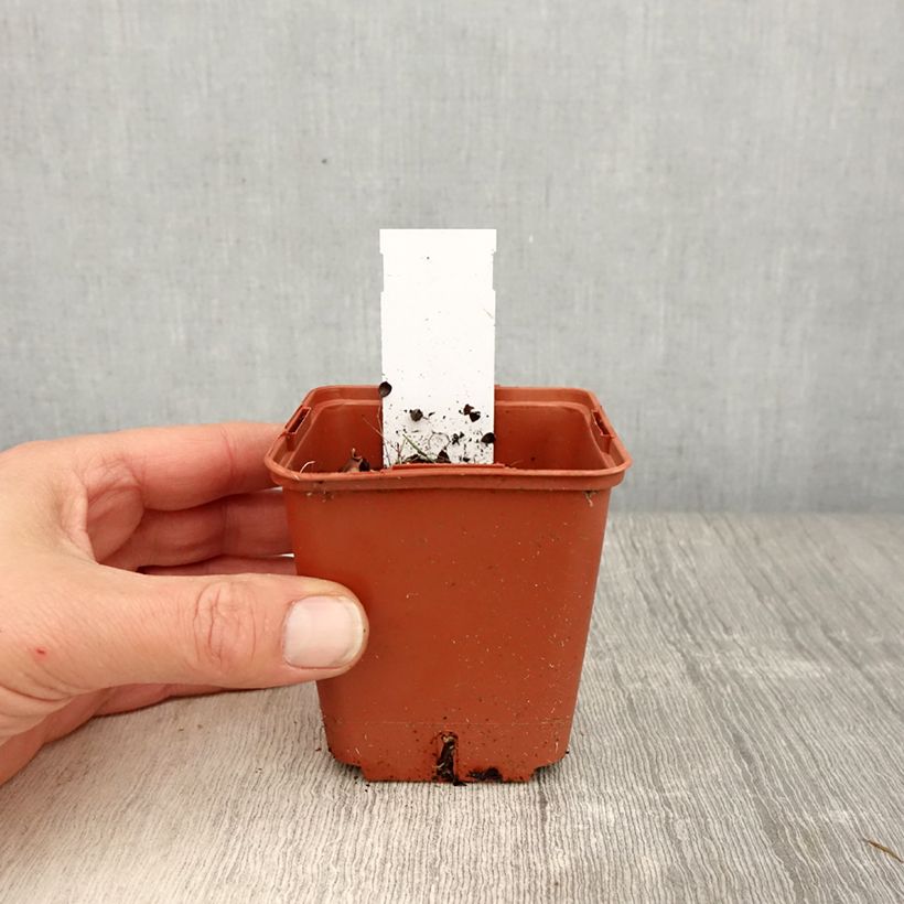 Amostra de Heliopsis helianthoides Punto Rosso Vaso de 8/9 cm tal como entregue na primavera