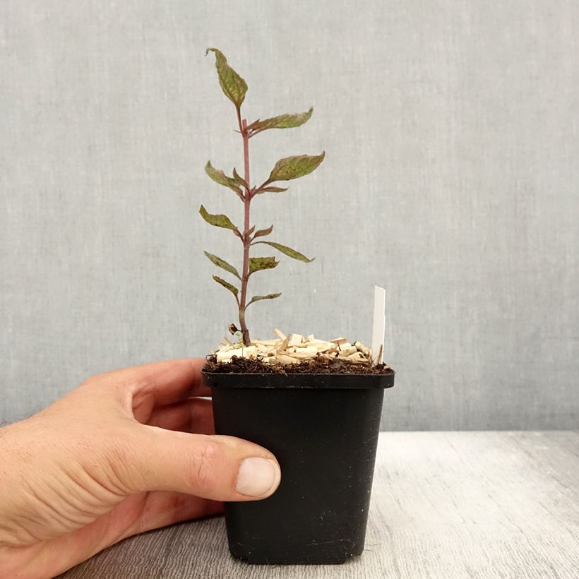 Amostra de Heliopsis helianthoides Summer Pink Vaso de 8/9 cm tal como entregue no outono