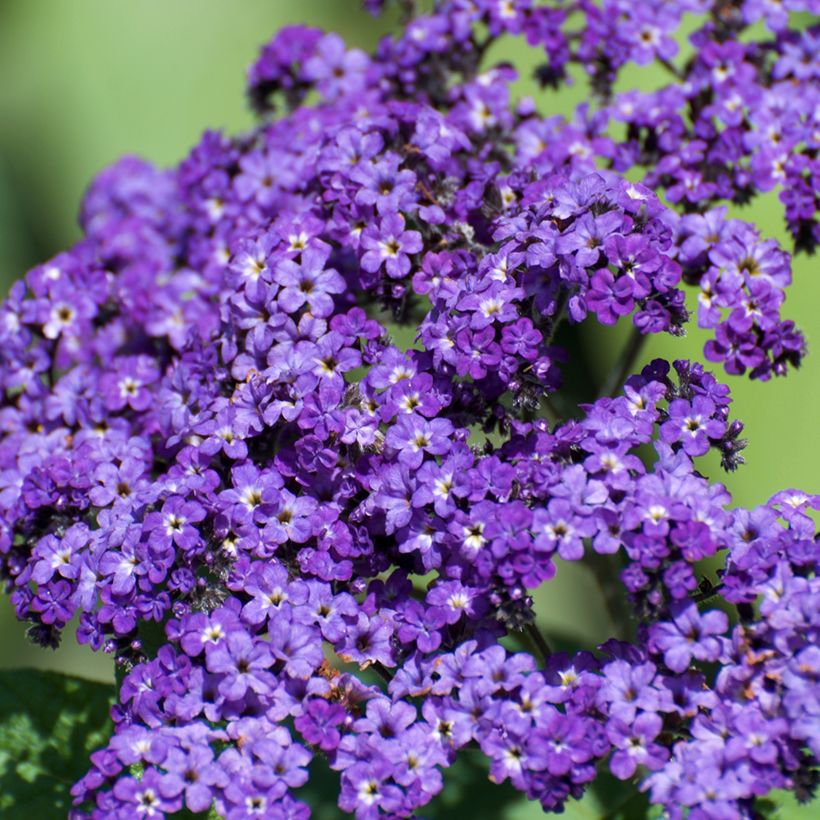Heliotropium arborescens Marine (Floração)