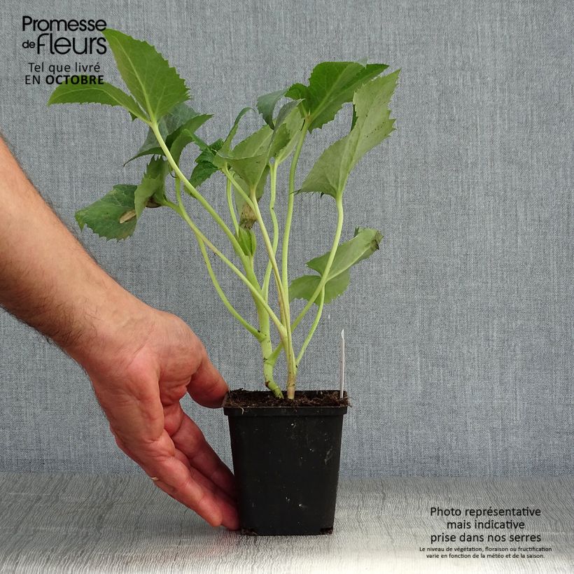 Amostra de Helleborus argutifolius Vaso de 8/9 cm tal como entregue no outono