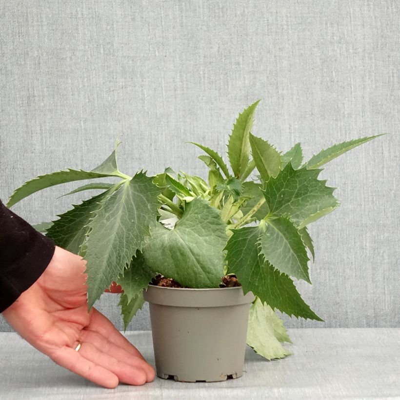Amostra de Hellébore de Corse - Helleborus argutifolius  Vaso de 12 cm/13 cm tal como entregue no inverno