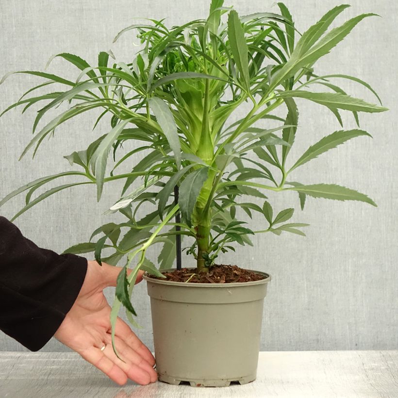 Amostra de Helleborus foetidus Bowles Form Vaso de 1 L/1,5 L tal como entregue no outono