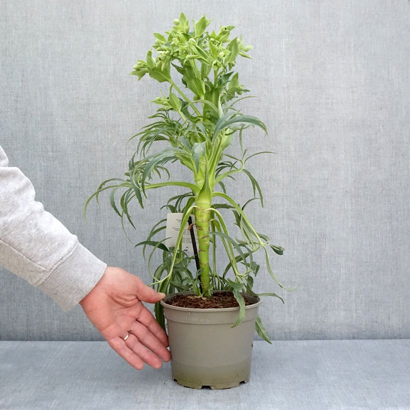 Amostra de Helleborus foetidus Bowles Form Vaso de 1 L/1,5 L tal como entregue na primavera